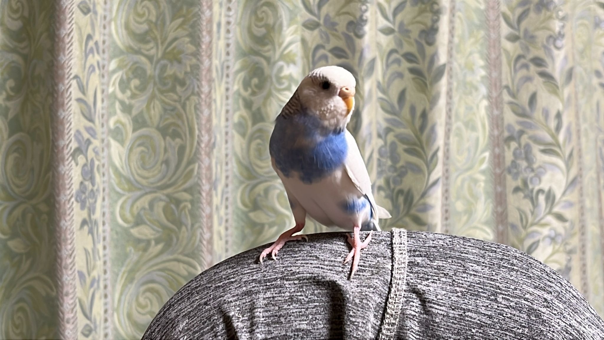 千葉県八千代市）セキセイインコを探しています（ご協力依頼） - 眞砂